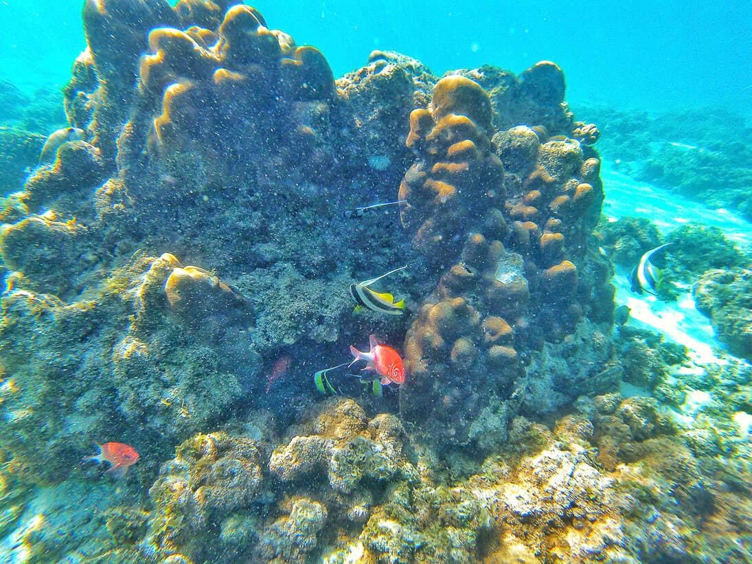 paradise-island-mozambique-snorkeling-4